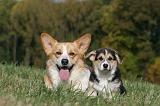 CORGI PEMBROKE 1007
